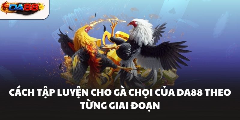 Cách Tập Luyện Cho Gà Chọi Hiệu Quả Giúp Chiến Kê Bền Sức #1