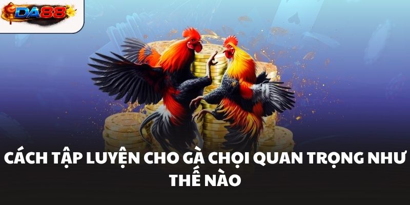 Cách Tập Luyện Cho Gà Chọi Hiệu Quả Giúp Chiến Kê Bền Sức #1